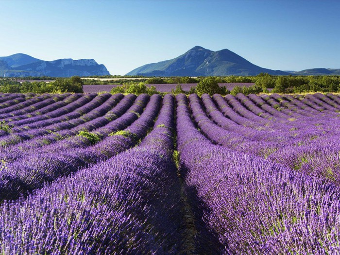 薰衣草花海