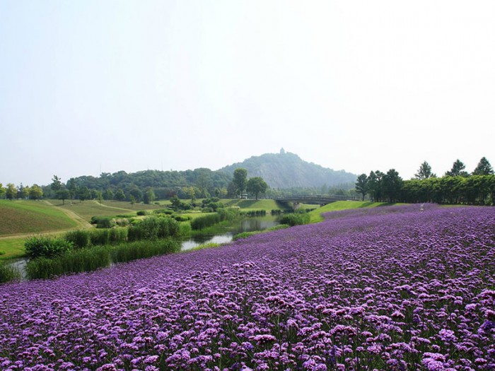 柳葉馬鞭草花海